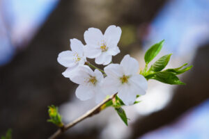 駕与丁公園の桜の写真