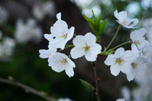 駕与丁公園の桜の写真