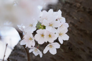 駕与丁公園の桜の写真