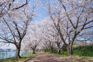 駕与丁公園の桜の写真