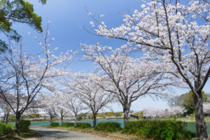 駕与丁公園の桜の写真