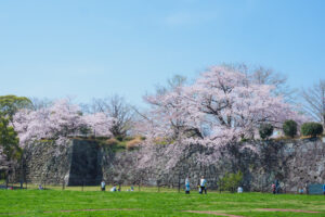 舞鶴公園の桜の写真