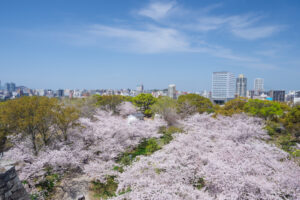 舞鶴公園の桜の写真