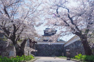 舞鶴公園の桜の写真