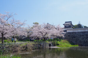 舞鶴公園の桜の写真