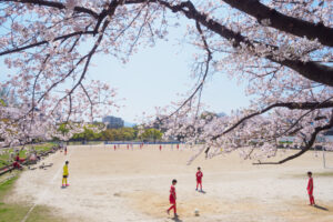 舞鶴公園の桜の写真