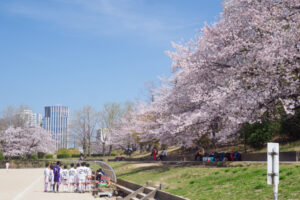 舞鶴公園の桜の写真