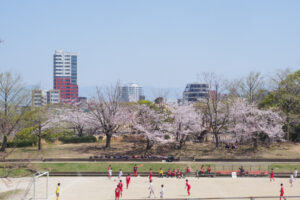 舞鶴公園の桜の写真
