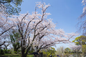 舞鶴公園の桜の写真