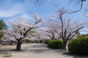 舞鶴公園の桜の写真