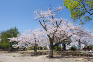 舞鶴公園の桜の写真