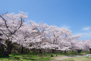 舞鶴公園の桜の写真