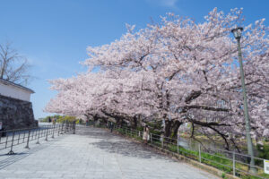 舞鶴公園の桜の写真