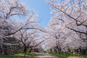 舞鶴公園の桜の写真