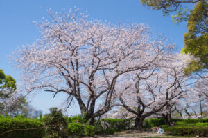 舞鶴公園の桜の写真
