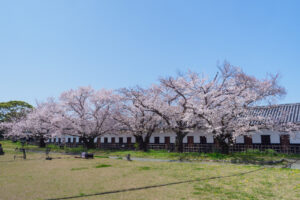 舞鶴公園の桜の写真