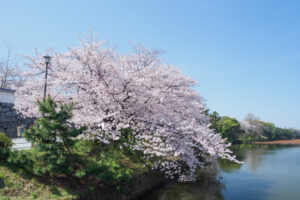 舞鶴公園の桜の写真