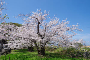 舞鶴公園の桜の写真