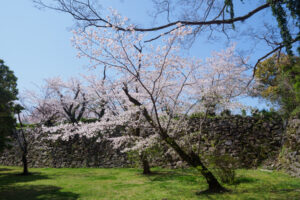 舞鶴公園の桜の写真