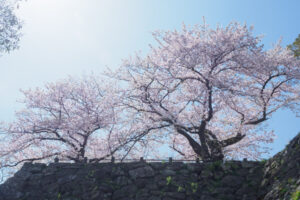 舞鶴公園の桜の写真