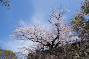 舞鶴公園の桜の写真