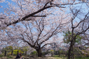舞鶴公園の桜の写真