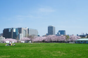 舞鶴公園の桜の写真