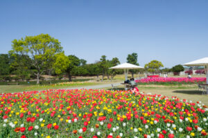 海の中道海浜公園のチューリップの写真