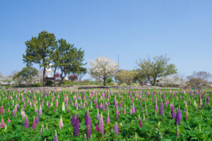 海の中道海浜公園の桜の写真