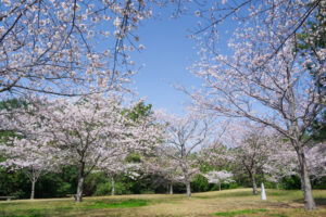 海の中道海浜公園の桜の写真