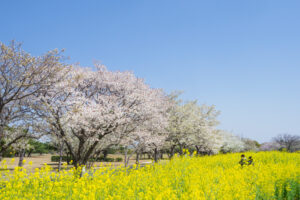 海の中道海浜公園の桜と菜の花の写真