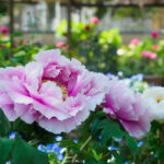 筥崎宮花庭園の牡丹の写真