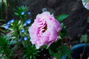 筥崎宮花庭園の牡丹の写真