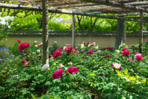 筥崎宮花庭園の牡丹の写真