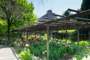 筥崎宮花庭園の牡丹の写真