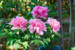 筥崎宮花庭園の牡丹の写真