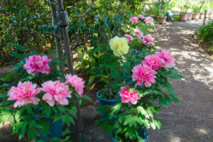 筥崎宮花庭園の牡丹の写真