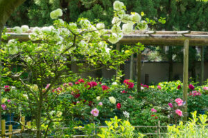 筥崎宮花庭園の牡丹の写真