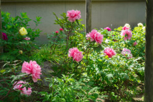 筥崎宮花庭園の牡丹の写真