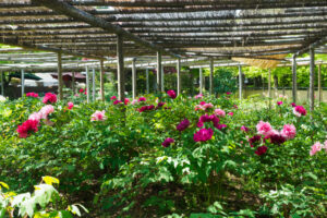 筥崎宮花庭園の牡丹の写真