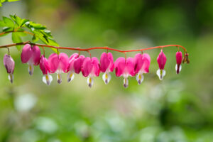 筥崎宮花庭園の季節の花の写真