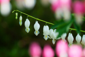 筥崎宮花庭園の季節の花の写真