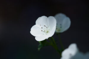筥崎宮花庭園の季節の花の写真