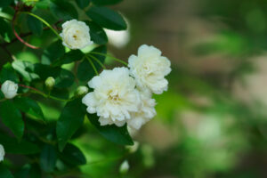 筥崎宮花庭園の季節の花の写真