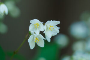 筥崎宮花庭園の季節の花の写真