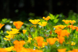 筥崎宮花庭園の季節の花の写真