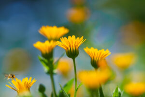 筥崎宮花庭園の季節の花の写真
