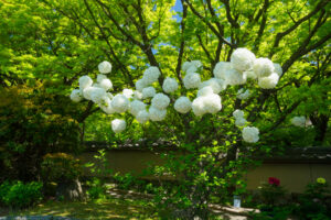 筥崎宮花庭園の季節の花の写真