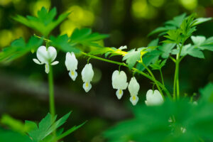 筥崎宮花庭園の季節の花の写真