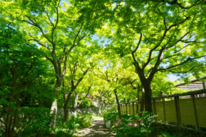 筥崎宮花庭園の季節の花の写真